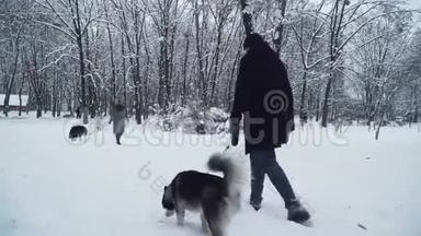 一个男人和一个女人带着爱斯基摩人走在一个冬天白雪覆盖的公园里，把他们绑在一条皮带上。 狗狗